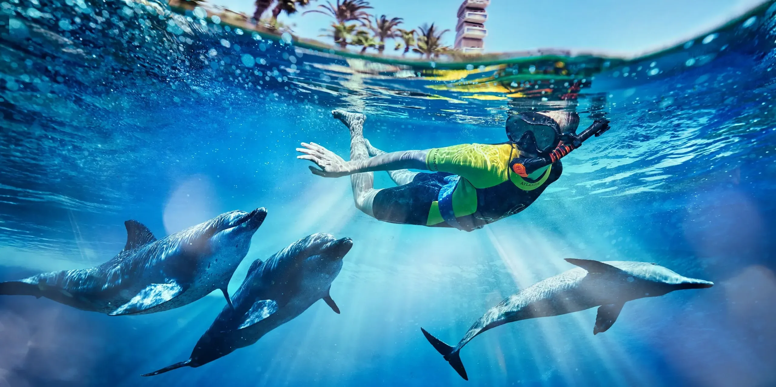 Dolphin Adventures Around the World: Top Destinations and Deals